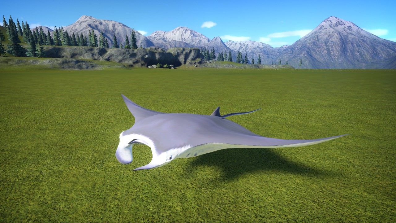 Raie Manta