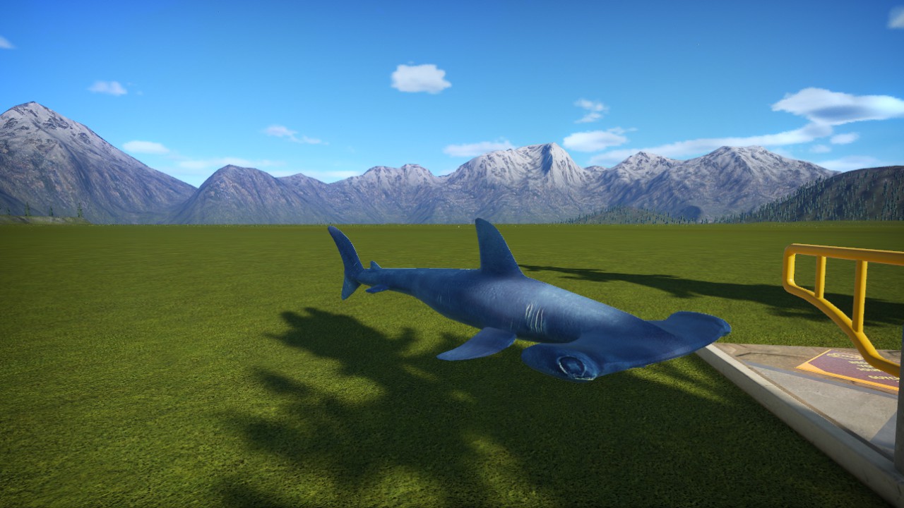 Requin Marteau - Hammerhead_Shark