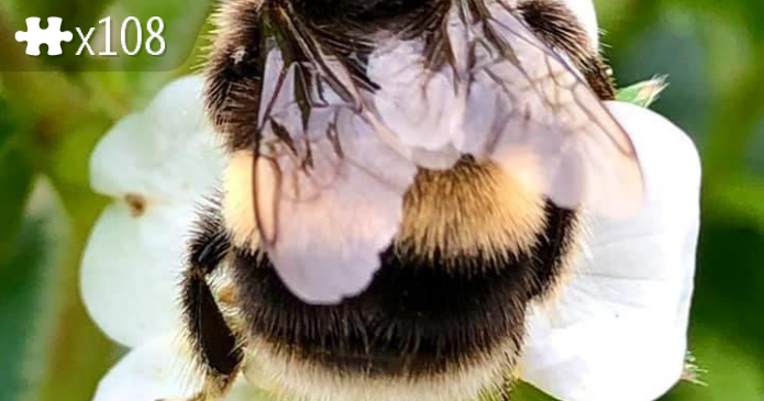Honeybee