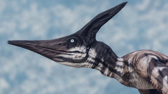 Goose Ptera (Winter 2021)