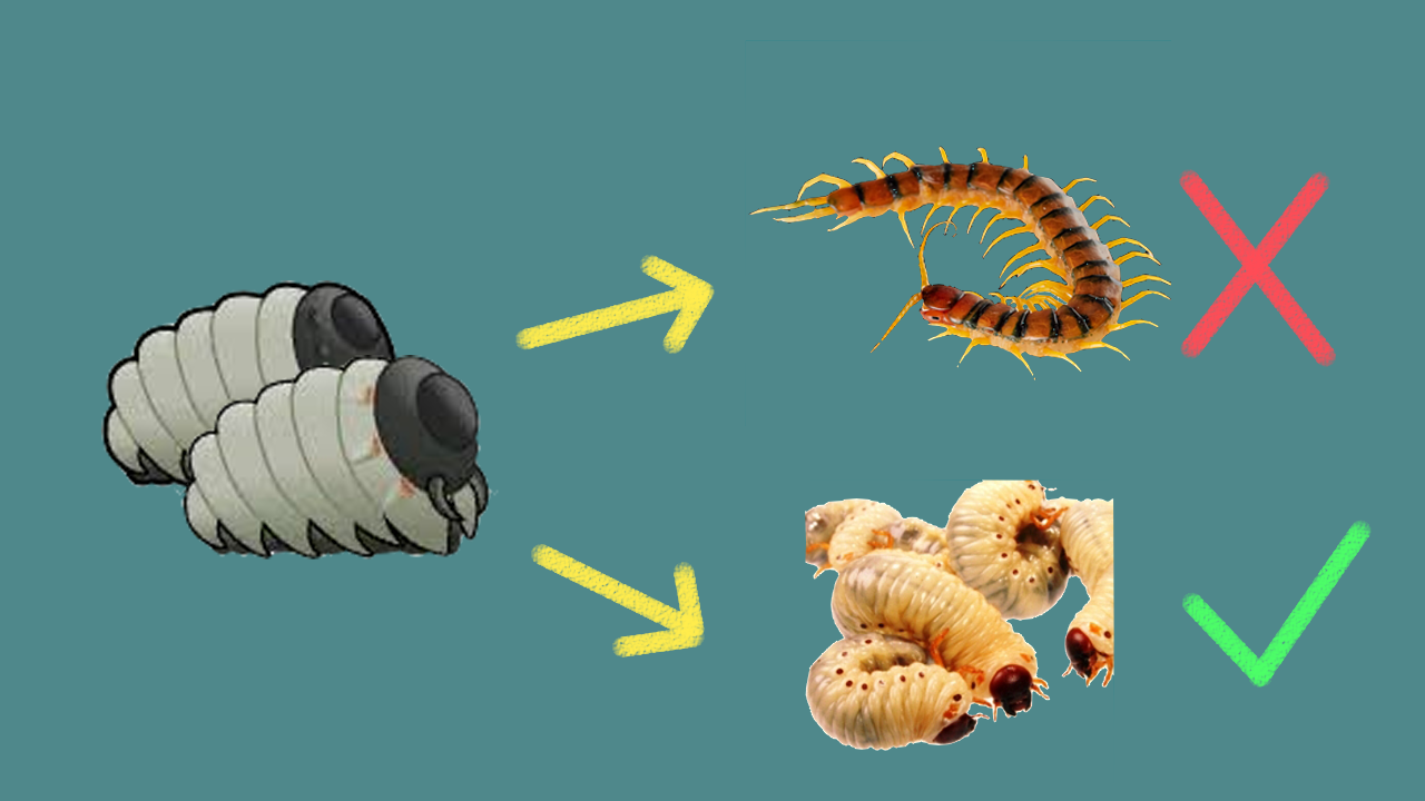 Mechanoid Chubby Maggot