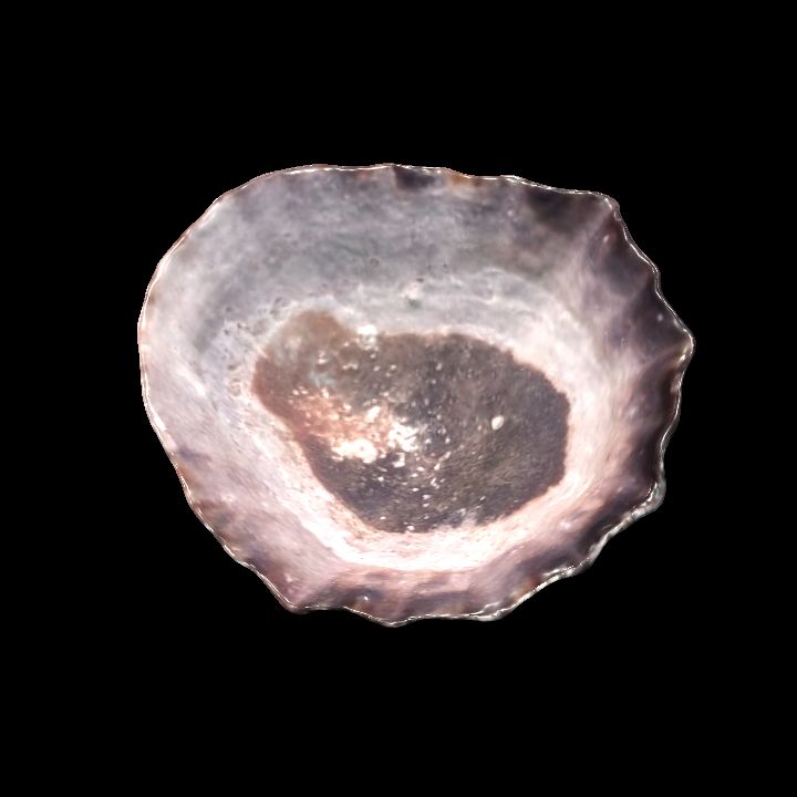 Seashell 4