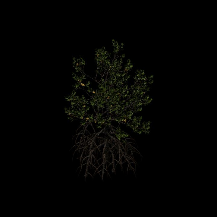 Mangrove_5