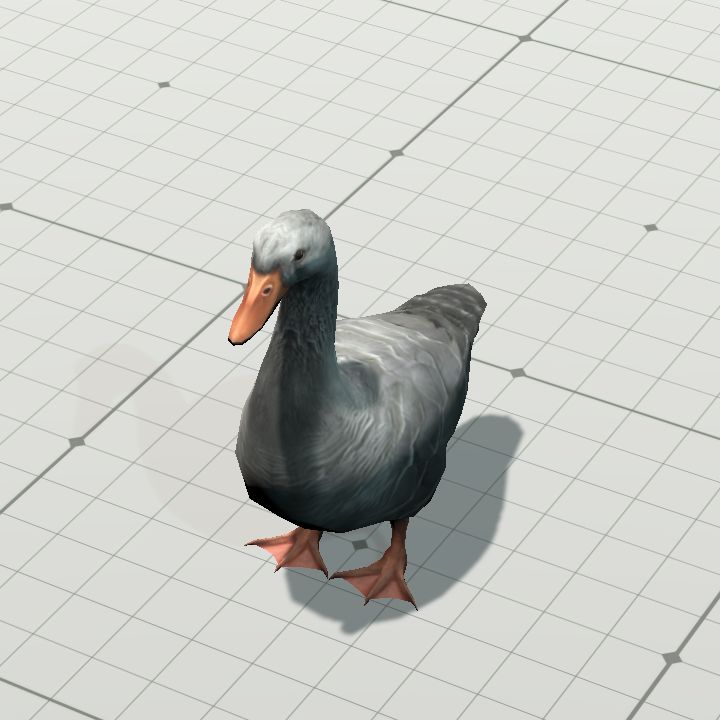 Grey Duck