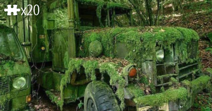 moss overgrowth
