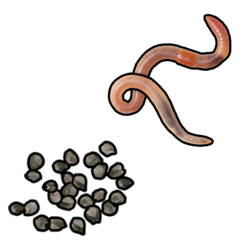 Worm Seed