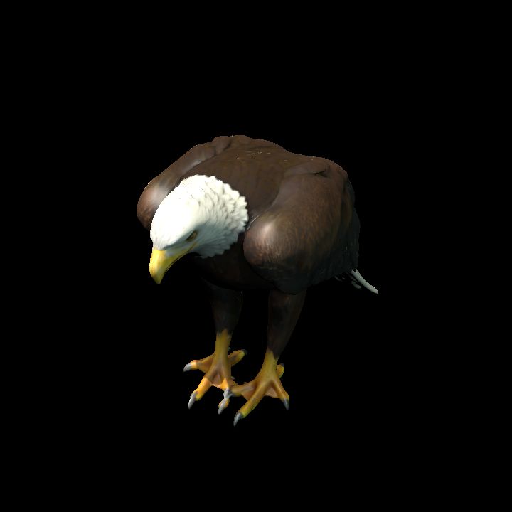 Bald Eagle
