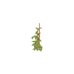 Tomato Plant