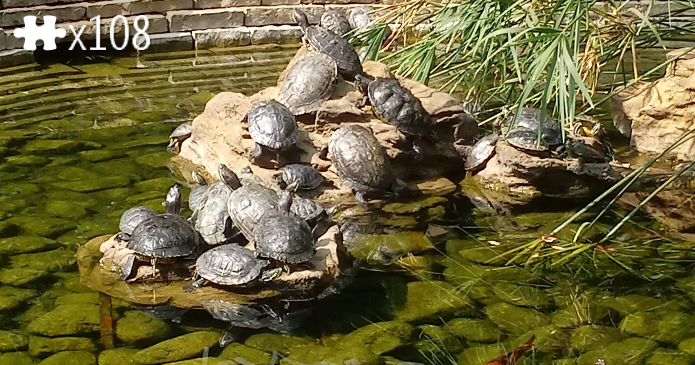 Turtles