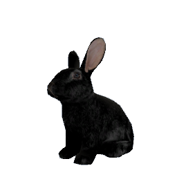 Bunny Black