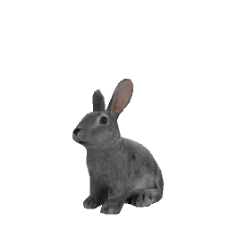 Bunny Gray