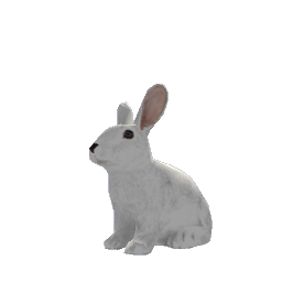 Bunny White