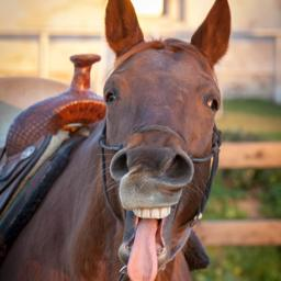 Nerf 'em Horses