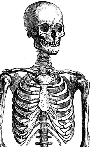 Skeleton Poster