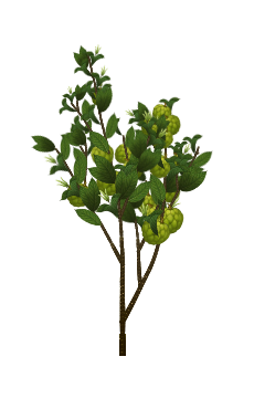 Sugar Apple tree