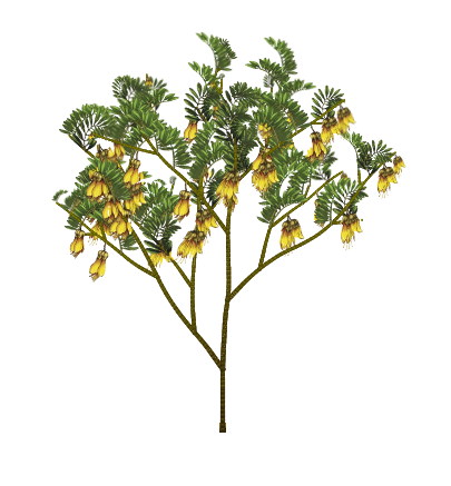Sophora Kowhai tree