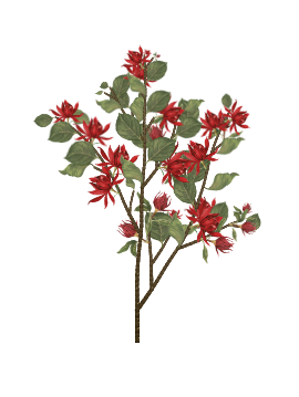 Sweet Shrub tree