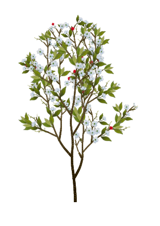Cloud 9 Dogwood tree