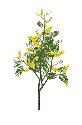 Acacia Dealbata tree