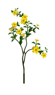 Golden Trumpet vine