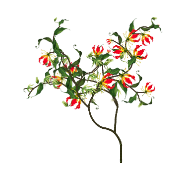 Flame Lily vine