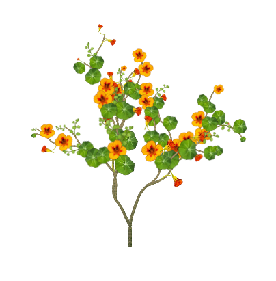 Melba Nasturtium vine