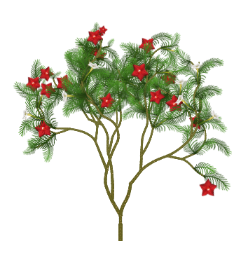Cypress vine