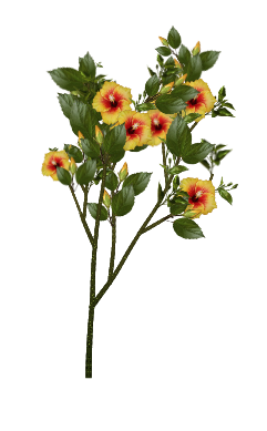 Tropical Hibiscus tree