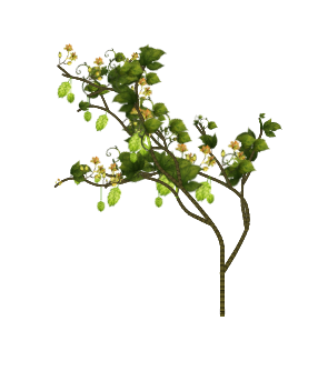 Hops vine