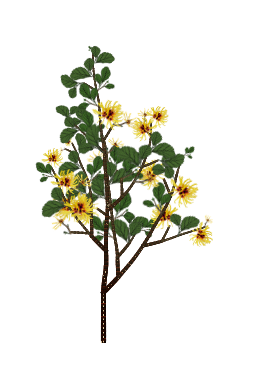 Witch Hazel tree
