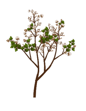 Gossypium Cotton tree