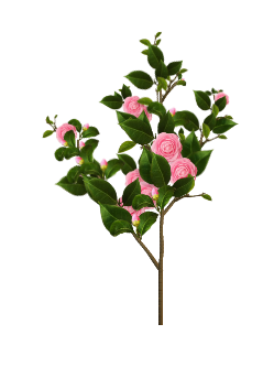 Waterhouse Camellia tree
