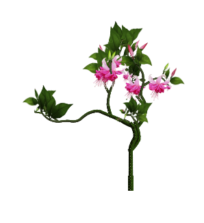 Rosella Fuchsia vine