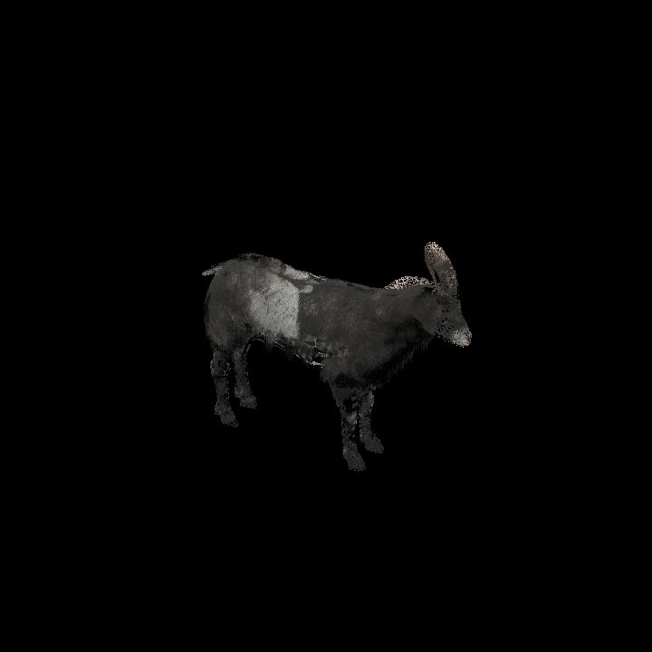 Black Goat Animated
