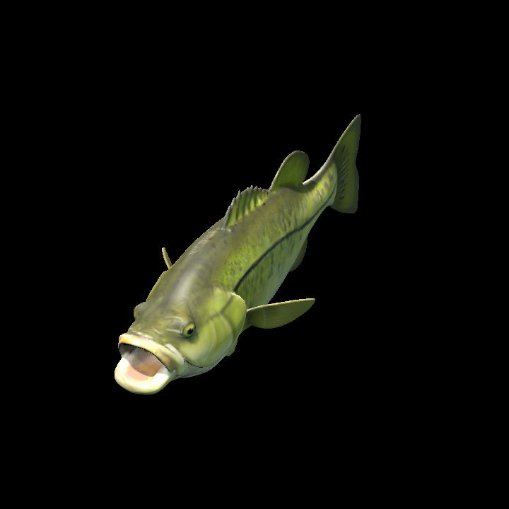 Largemouth Bass
