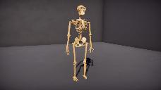 Neanderthal Skeleton (Homo Neanderthalensis)