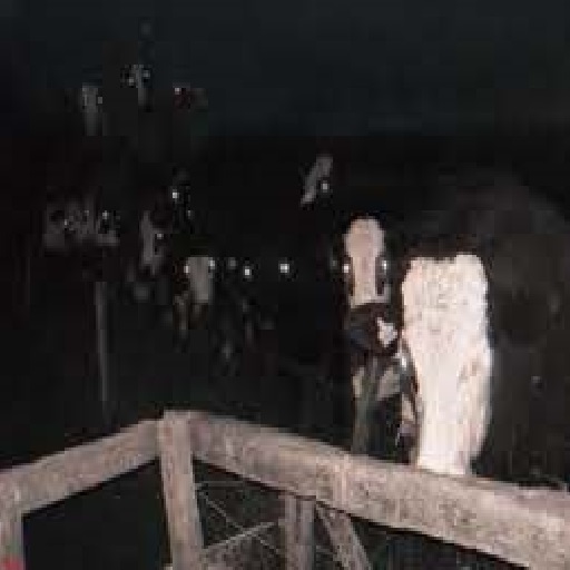 Cow People