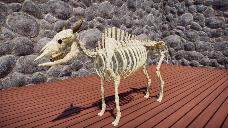 Cow Skeleton (Bos taurus)