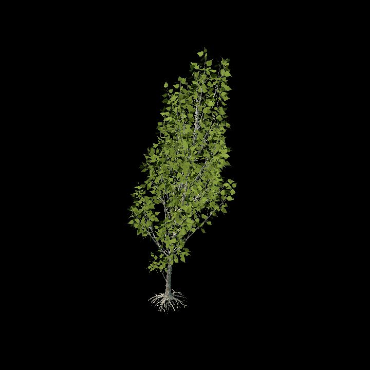 Realistic Black Poplar Tree (31/105)
