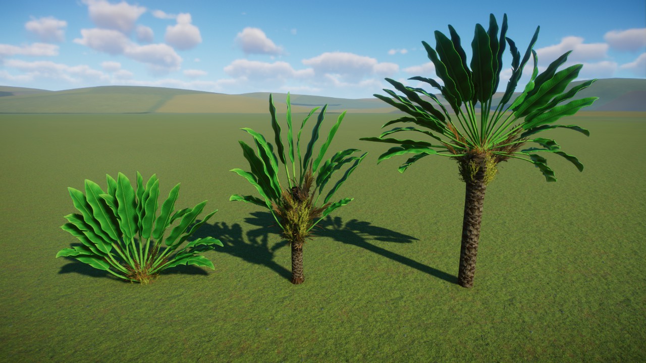 Traveller's Tree (Ravenala madagascarienis)