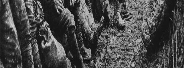 KaiserReich (Aftermath)(DARK)