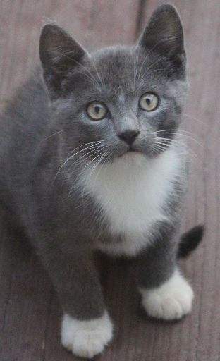 Kitten