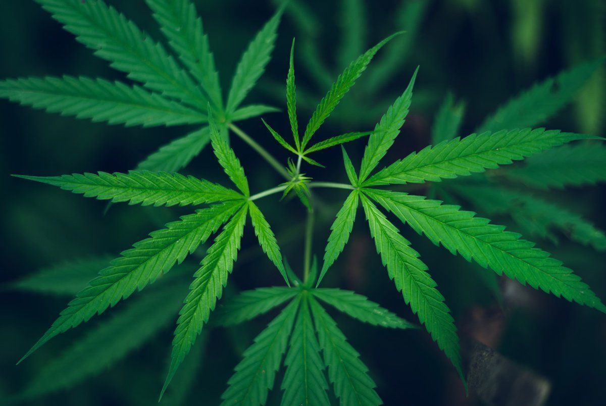 Marijuana Baler Enhanced