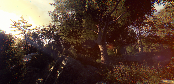 Just Forest