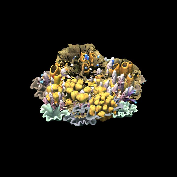 Coral group
