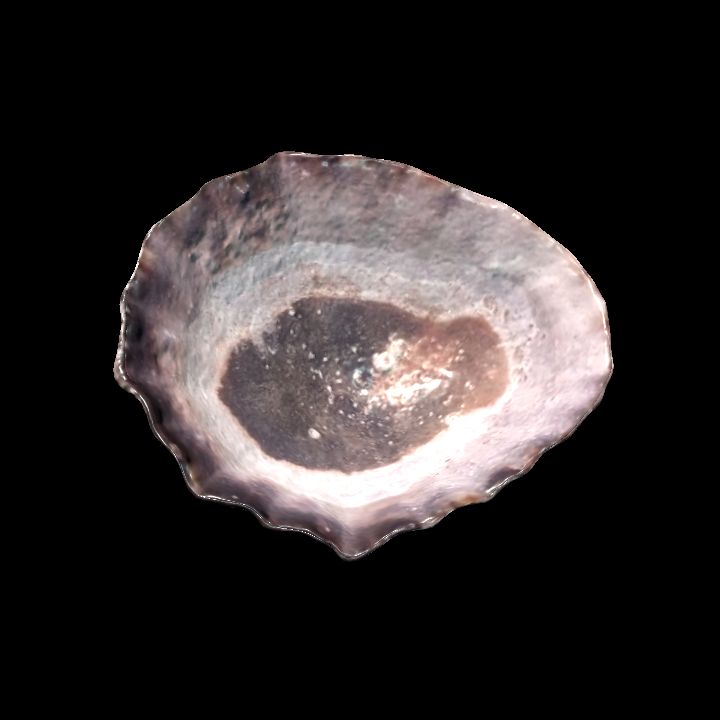 Seashell 2