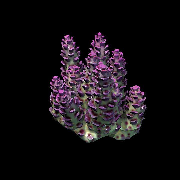 DA_Coral3_1a