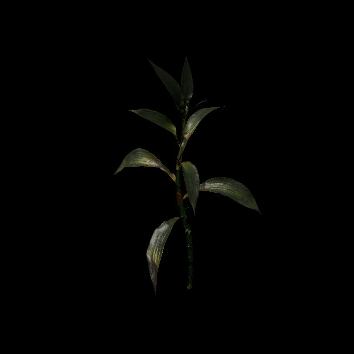 Nature, Plant, Bamboo 6