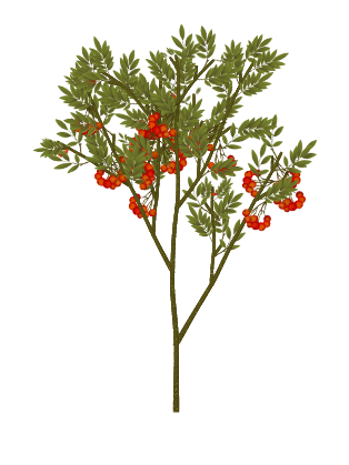 European Rowan tree