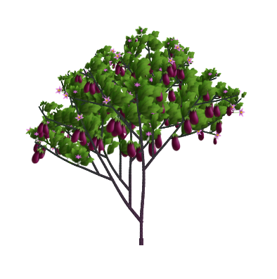Rosita Eggplant tree